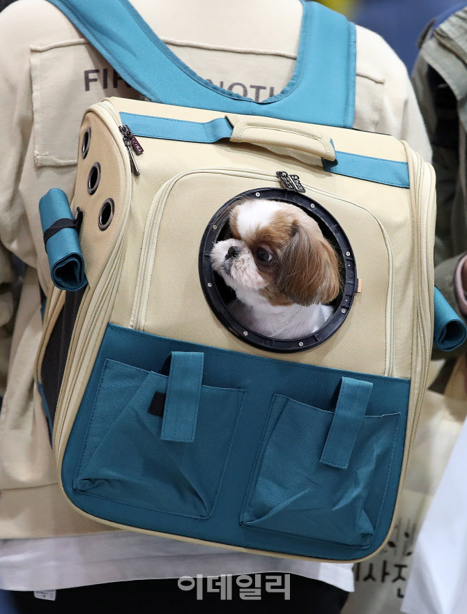 주인님 등짝에 쏙                                                                                                                                                                                  