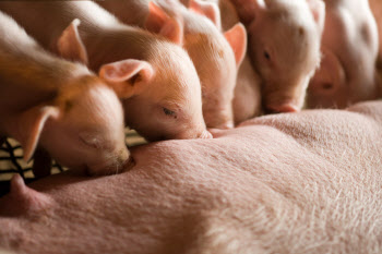 아프리카돼지열병 발생 1년, 돼지 사육마릿수 다시 늘었다