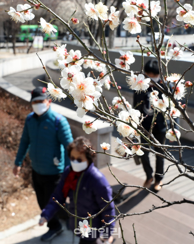 시민들 발길 사로잡는 '매화 팝콘'                                                                                                                                                        