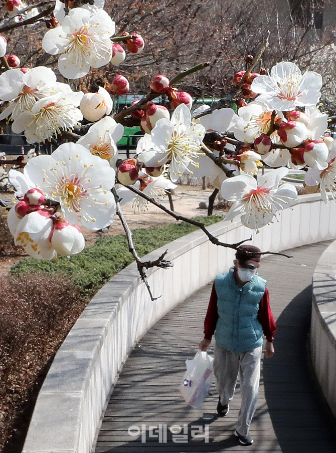 시민들 발길 사로잡는 '매화'                                                                                                                                                             