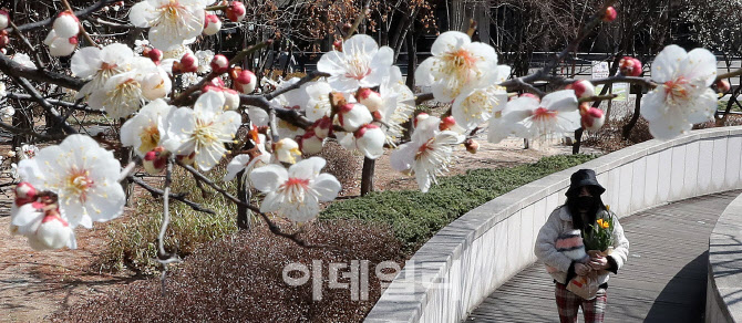 톡톡 터지는 매화 꽃망울                                                                                                                                                                           