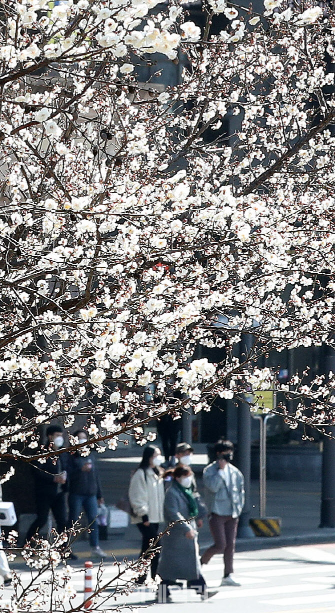 나무에 '매화팝콘'이 주렁주렁                                                                                                                                                            