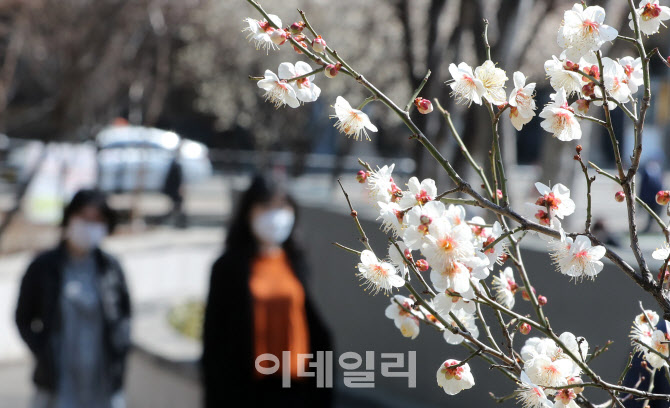 성큼 다가온 봄, 매화 망울이 '톡톡'                                                                                                                                                      