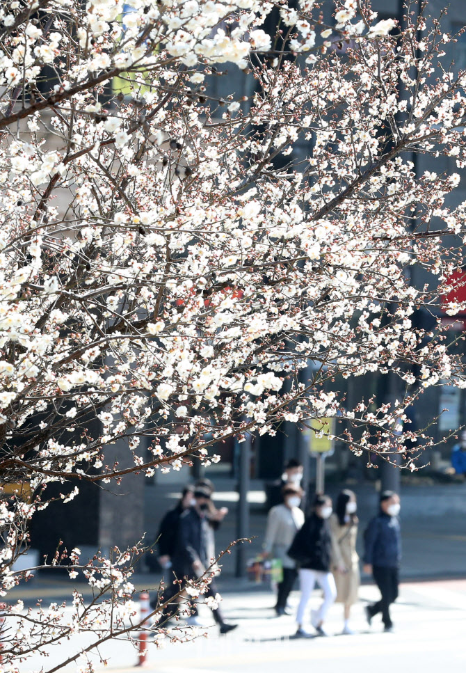 매화 팝콘 나무                                                                                                                                                                                    