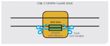 [주목! e기술] 차세대 유전자 교정 기술 '크리스퍼 가위’