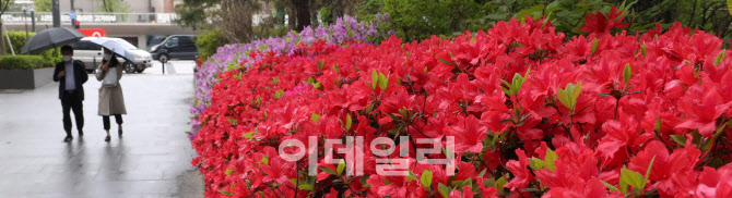 '촉촉이 내리는 봄비'                                                                                                                                                                    