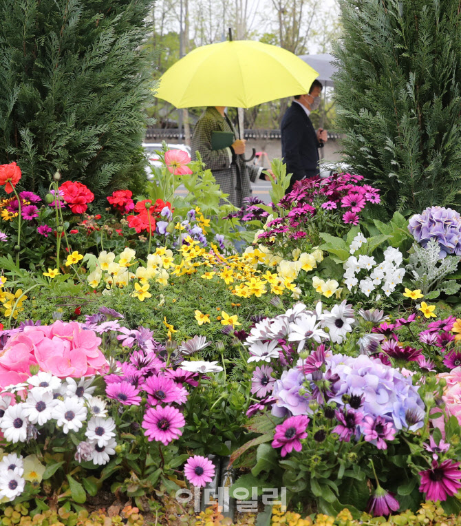 전국 봄비로 흠뻑                                                                                                                                                                                  