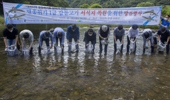 한국타이어, 대전 유등천에 멸종위기종 '감돌고기' 방류