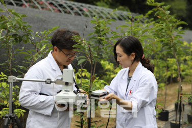 산림청, 전국 1300여개 나무병원 수목진료 산업현황 조사