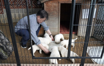 文대통령 "개 식용 금지 검토"…보신탕 문화 사라지나(종합)