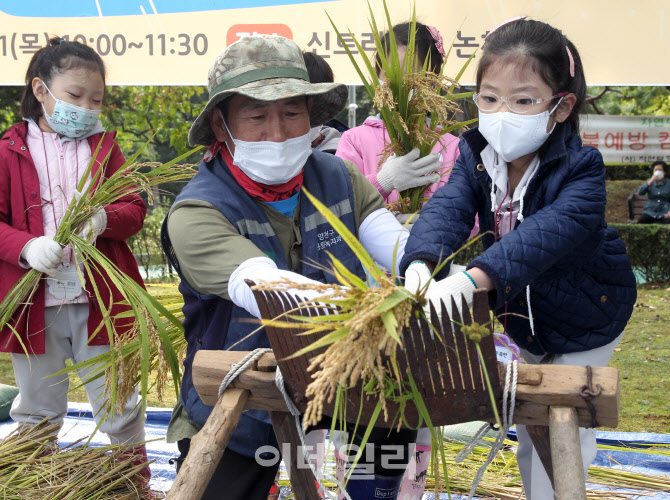  가을걷이 체험하는 어린이들                                                                                                                                                                       