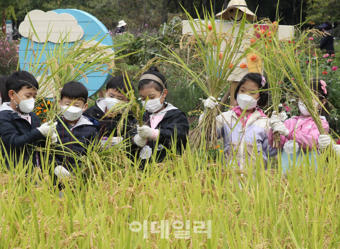  어린이들의 가을걷이 체험                                                                                                                                                                         
