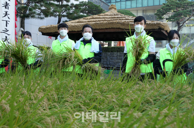  농업박물관 전통 벼베기                                                                                                                                                                           