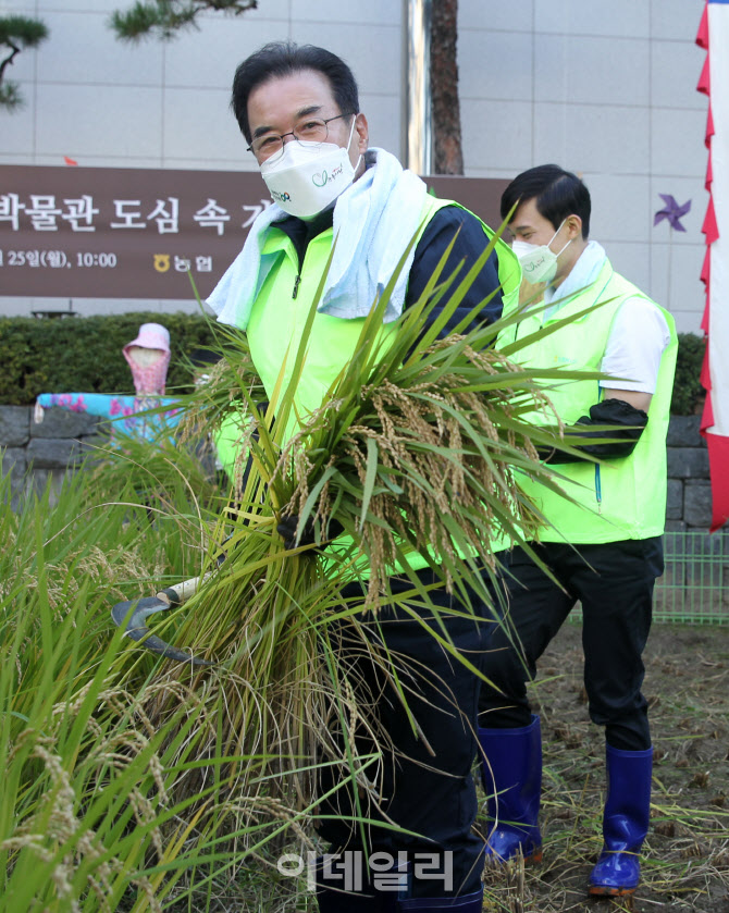  이성희 농협회장, 도심 속 전통 벼베기 시연                                                                                                                                                        