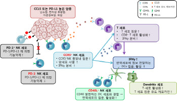 항암 효능 증가된 면역세포치료제 개발