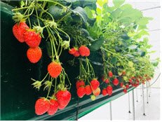 "도심 한 복판서 스마트폰으로 재배하는 딸기 수확 체험하세요"