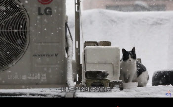 "쫓아내지만 말아주세요" 김혜경, 동물권 보호 영상 내레이션