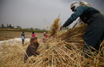‘식량 대란’ 이집트, ‘밀 수출 금지’ 인도서 50만t 구매 합의