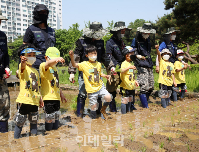  원아들의 도심 속 모내기                                                                                                                                                                          