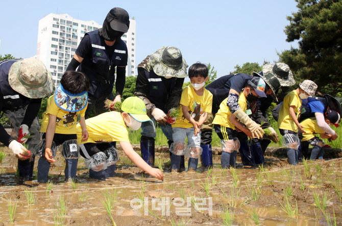  도심 속 모내기 체험하는 어린이들                                                                                                                                                                 