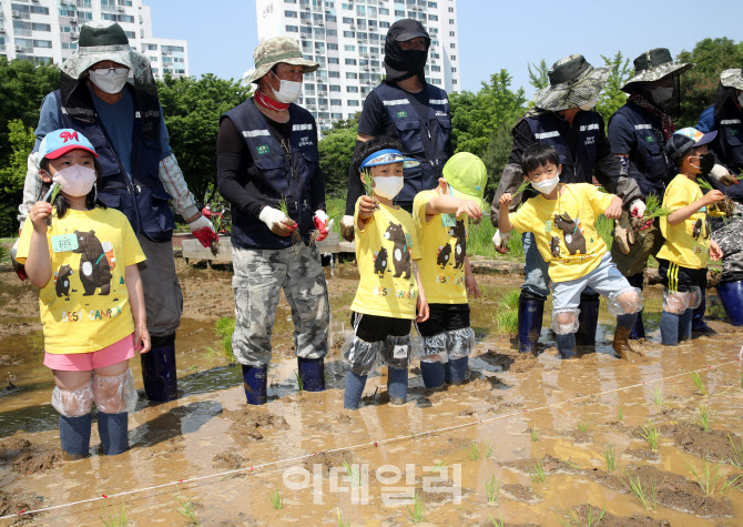  모내기 체험하는 어린이들                                                                                                                                                                         