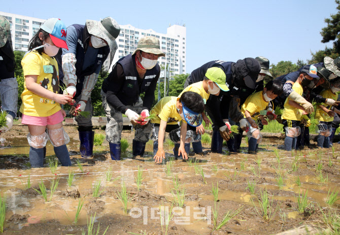  모내기 체험하는 어린이집 원아들                                                                                                                                                                  