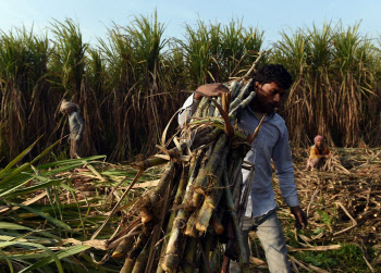 인도, 밀 이어 설탕 수출도 통제…식량보호주의 확산