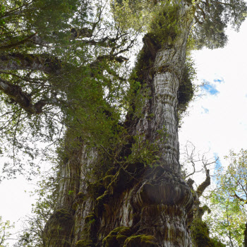 칠레서 '5484살' 추정 나무 발견…세계 최고령 가능성