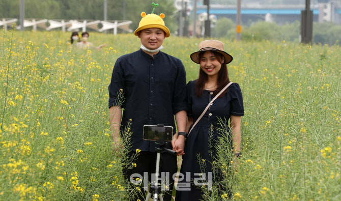 유채꽃밭에서 깊어가는 사랑                                                                                                                                                                        