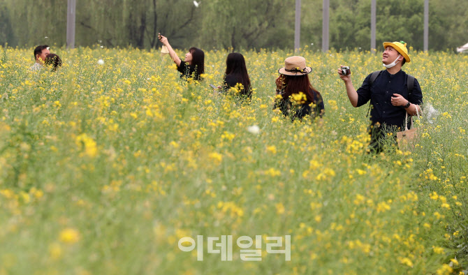 노란 봄 즐기세요                                                                                                                                                                                  