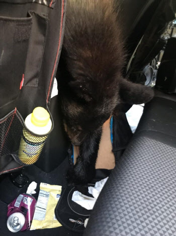 먹이 찾아 차에 들어간 흑곰…문 잠겨 폭염에 질식사
