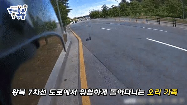 (영상)차 쌩쌩 도로 위 오리 가족…경찰관에 극찬 쏟아진 이유
