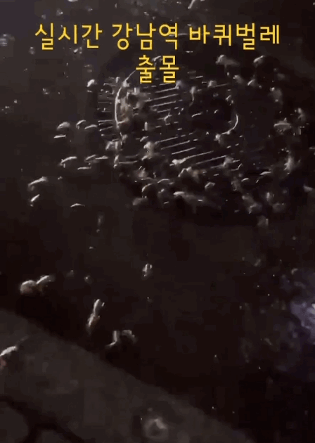 강남역 하수구에 ‘바퀴벌레 우르르’… 공포의 목격담, 사실일까?