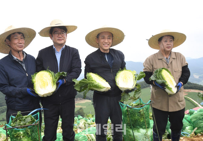배추 생육사태 점검                                                                                                                                                                                