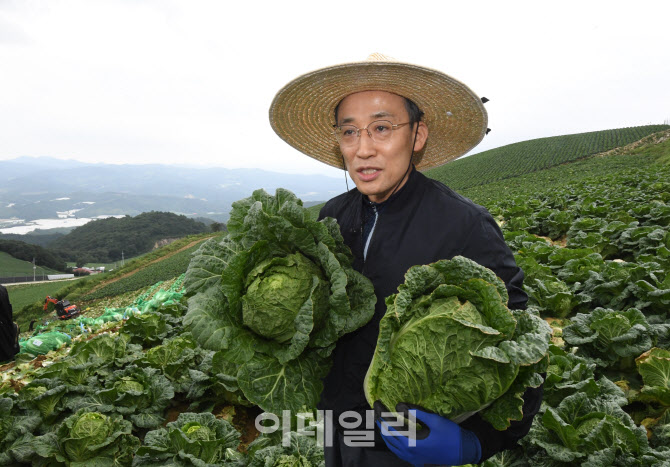 고랭지 배추밭에서 배추 생육사태 점검하는 추경호 부총리                                                                                                                                            