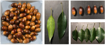 참나무류 도토리 껍질, 피부재생·상처치유 효과 탁월