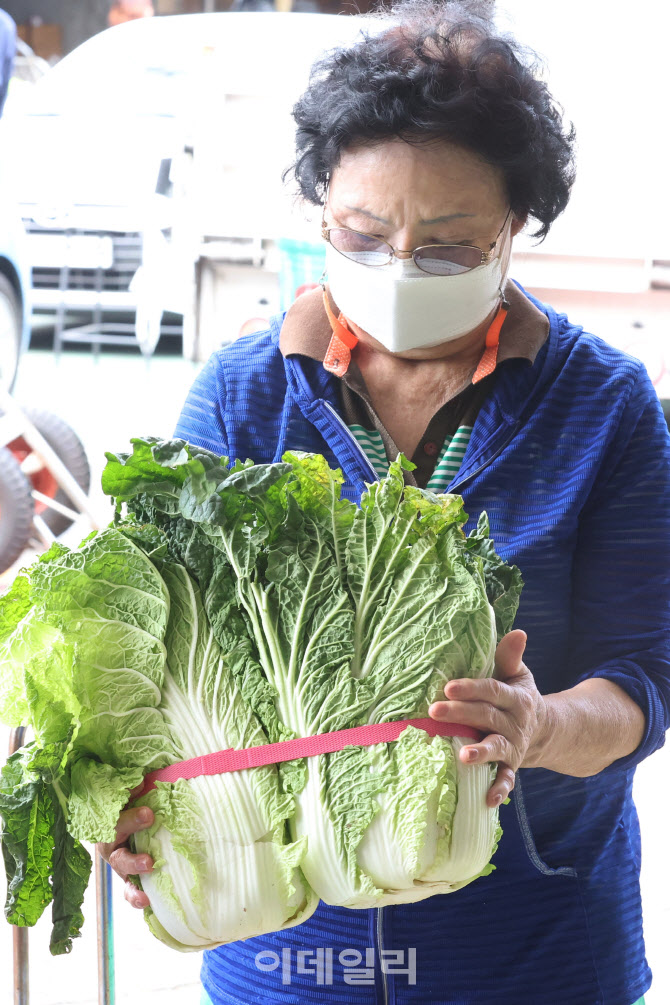 '가격 인상' 배추를 조심히 챙겨야지                                                                                                                                                      