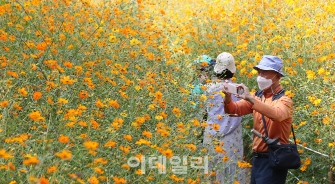 시민들 발길 사로잡는 노란 코스모스                                                                                                                                                                