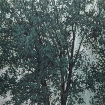 나무 몇그루 짊어지고 하산…이현호 '나무, 나무'