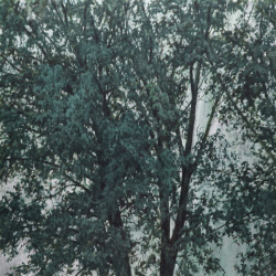 [e갤러리] 나무 몇그루 짊어지고 하산…이현호 '나무, 나무'