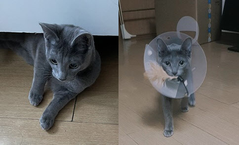 &apos;개냥이&apos; 케로를 침대 밑에서 꺼내주세요[펫닥터] - 뉴스 썸네일 이미지