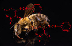 78억마리 꿀벌 떼죽음 ‘농약’ 원인 아니라는 농진청[헬프! 애니멀]