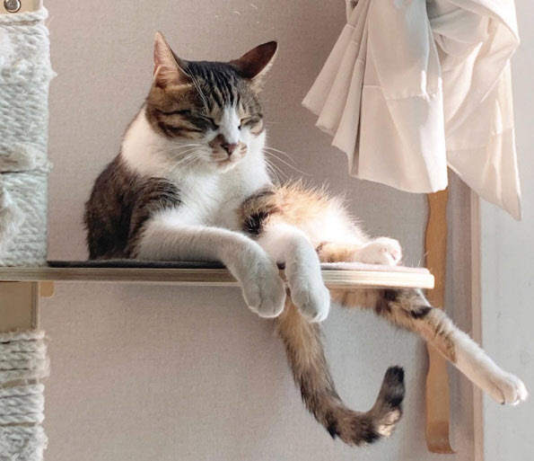 그루밍하다가도 갑자기 공격…우리 냥이 왜 이러죠?[펫닥터] - 뉴스 썸네일 이미지