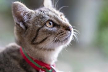 고양이 폭행미수는 동물학대일까?…법원 &quot;처벌 불가&quot;[사사건건]