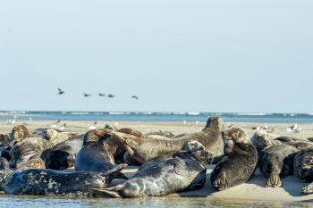 러시아서 멸종위기종 '바다표범' 2500마리 떼죽음