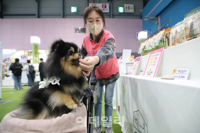 간식 먹는 강아지                                                                                                                                                                                  