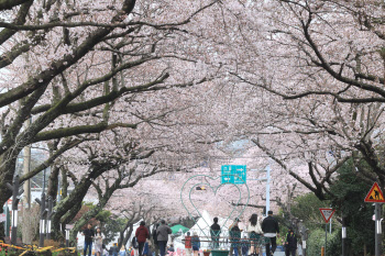 따뜻한 날씨, 빨리 찾아온 서울 벚꽃…역대 두번째 빨라