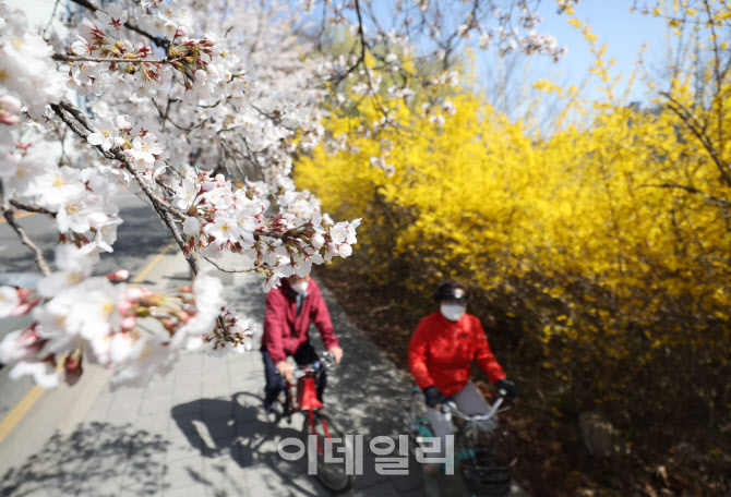 '서울 벚꽃 공식 개화...역대 두번째로 빨라'                                                                                                                                              
