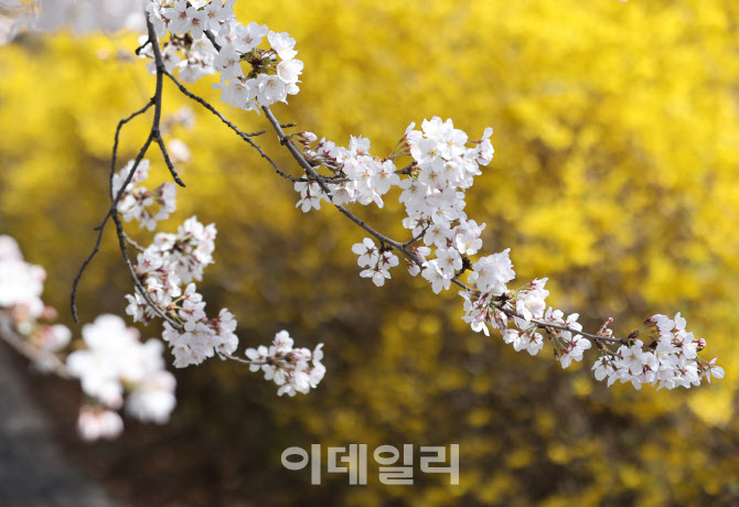 '서울 벚꽃 공식 개화'                                                                                                                                                                   