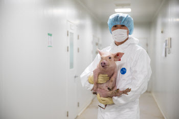 옵티팜 돼지 신장 이식한 원숭이, 117일째 생존..“국내 최장 기록 갱신”